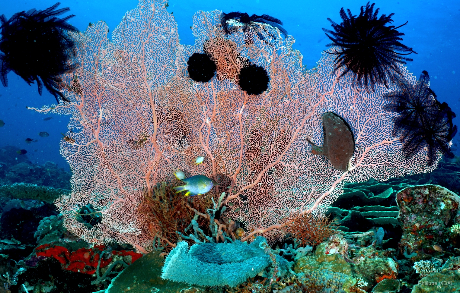 North Sulawesi-2018-DSC03658_rc- Coral.JPG